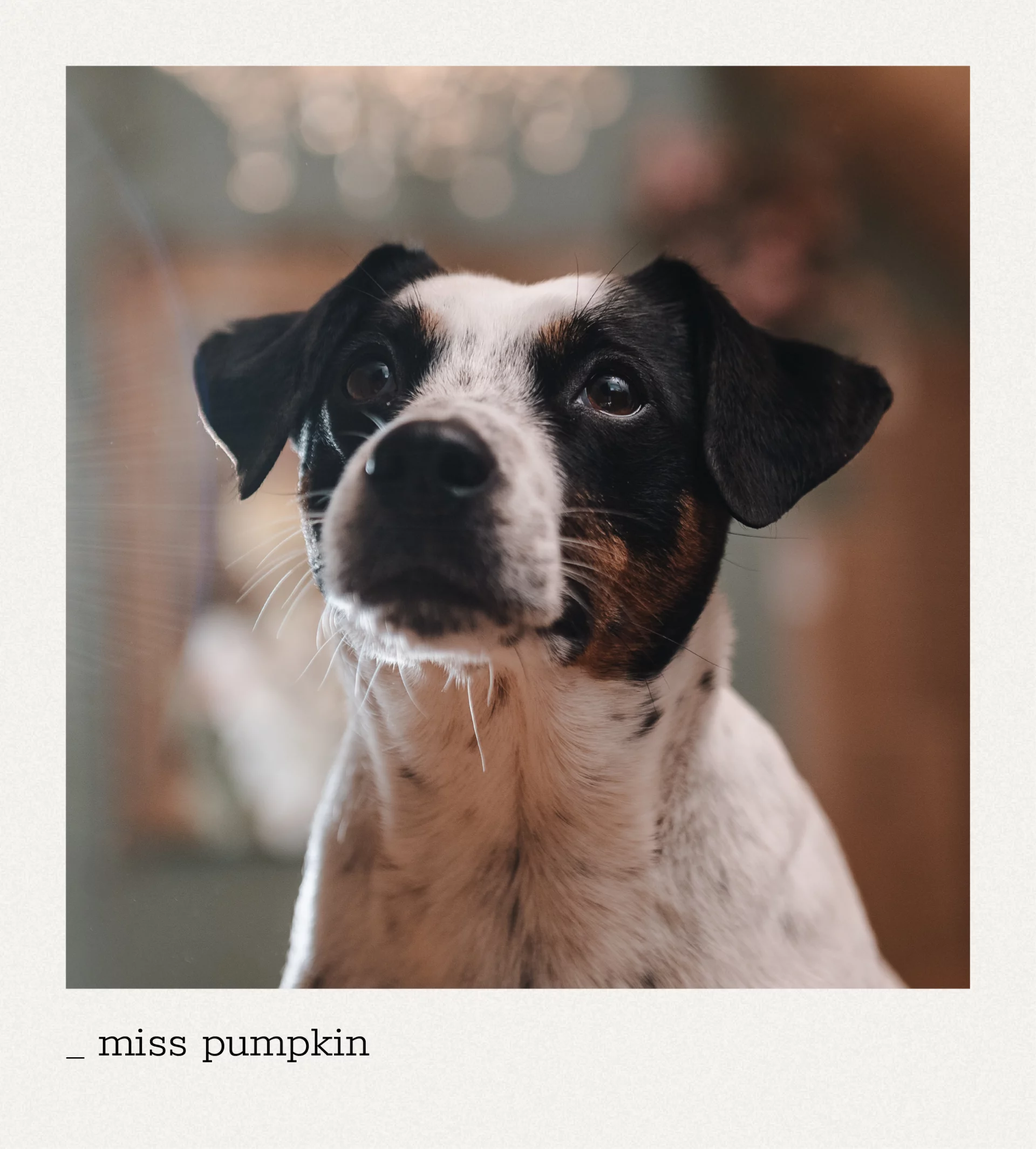 Teamvorstellung Portrait Miss Pumpkin